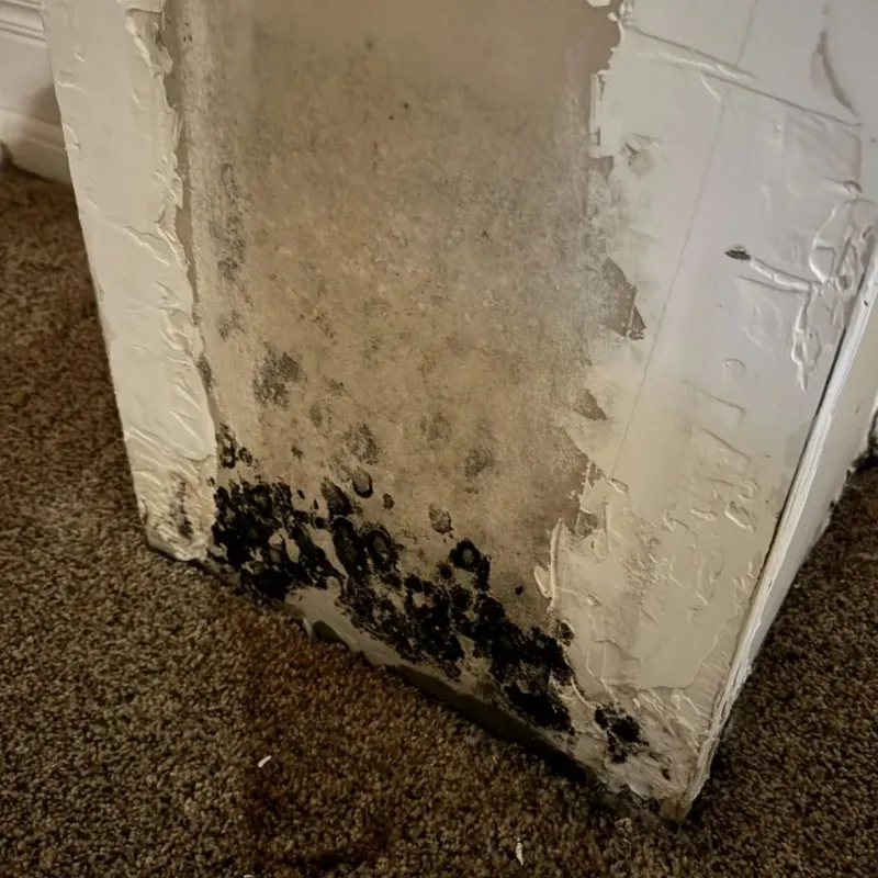 Professional Mold Removal in Kahaluu-Keauhou, HI property